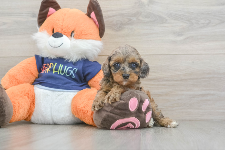 Popular Cockapoo Poodle Mix Pup