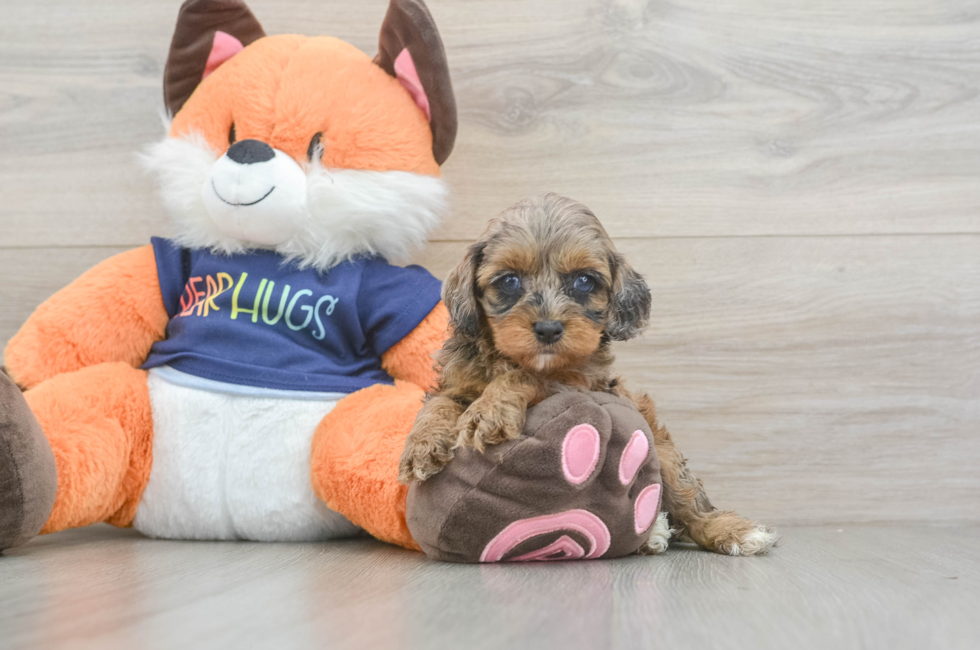 5 week old Cockapoo Puppy For Sale - Puppy Love PR