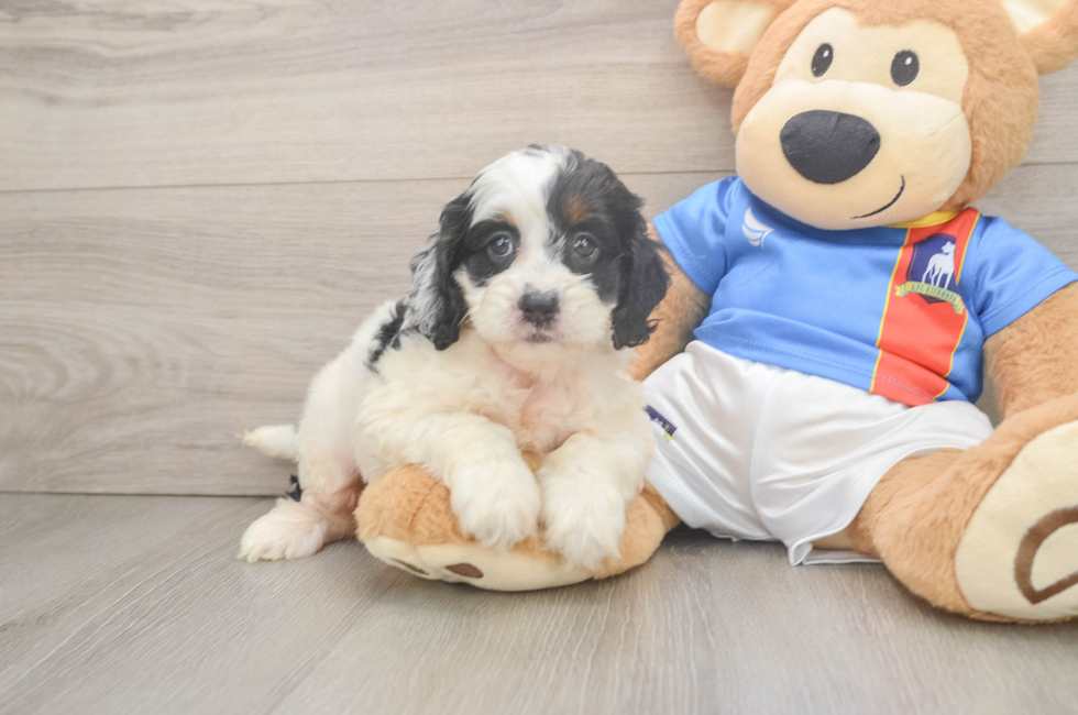 6 week old Cockapoo Puppy For Sale - Puppy Love PR