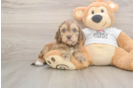 Best Cockapoo Baby