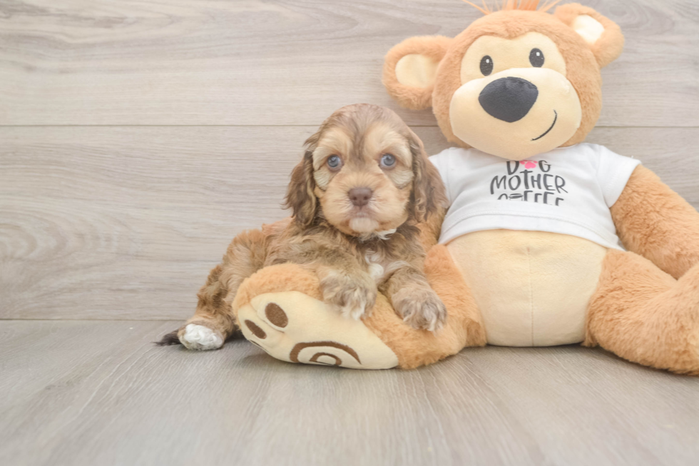 Best Cockapoo Baby