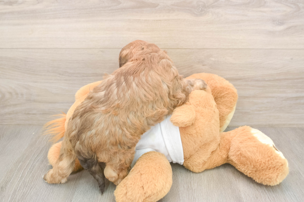 Fluffy Cockapoo Poodle Mix Pup