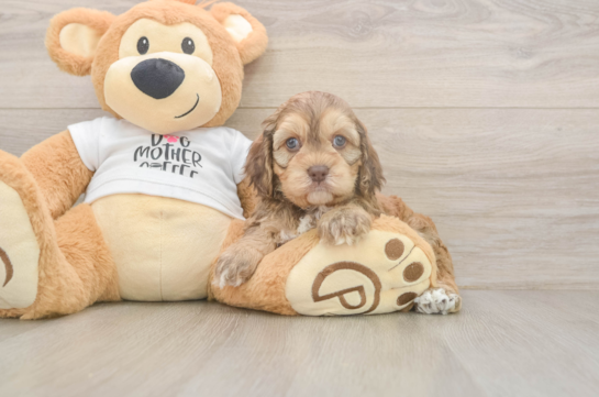 Fluffy Cockapoo Poodle Mix Pup
