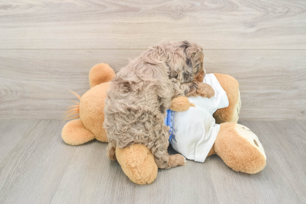 Cockapoo Puppy for Adoption