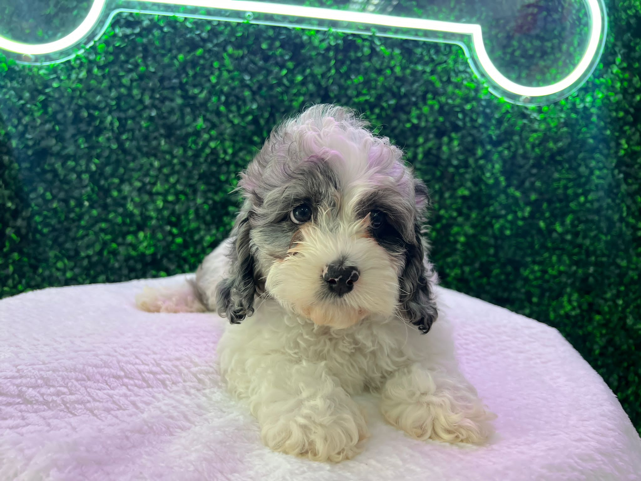 Cockapoo Puppy for Adoption