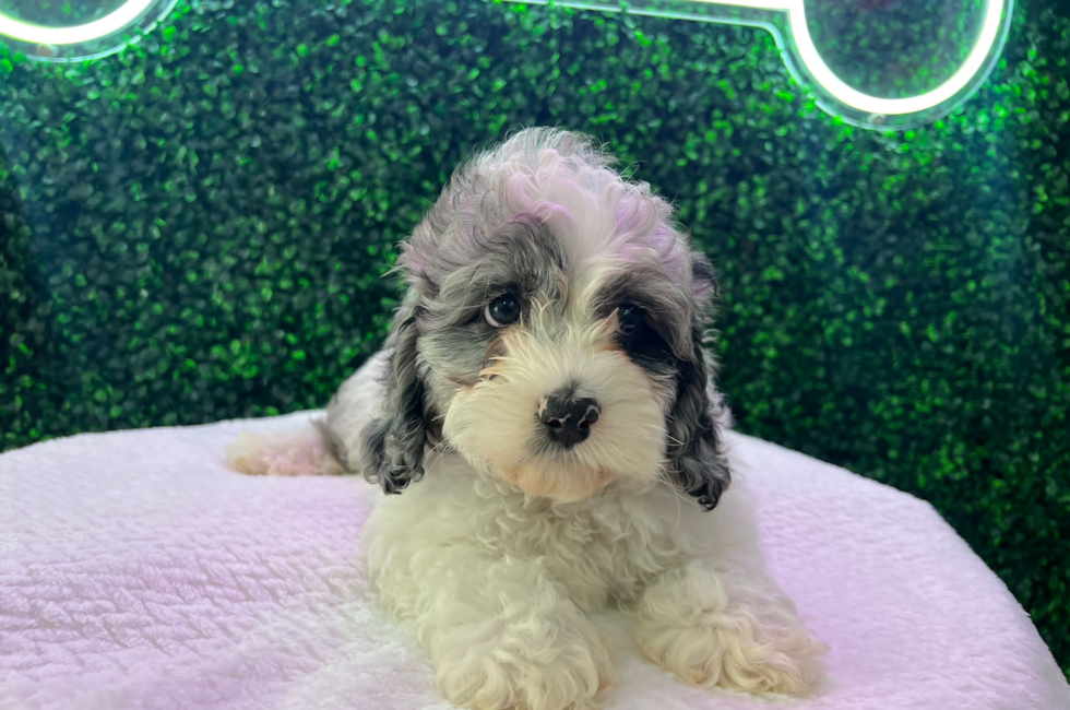 12 week old Cockapoo Puppy For Sale - Puppy Love PR