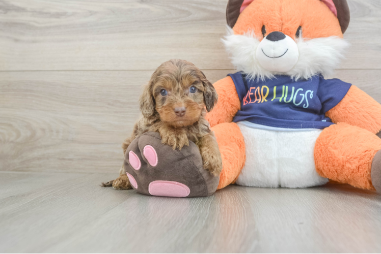Meet Ridley - our Cockapoo Puppy Photo 1/3 - Puppy Love PR Cockapoo Puppy for Adoption