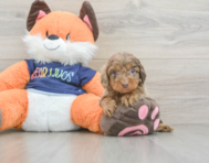 8 week old Cockapoo Puppy For Sale - Puppy Love PR