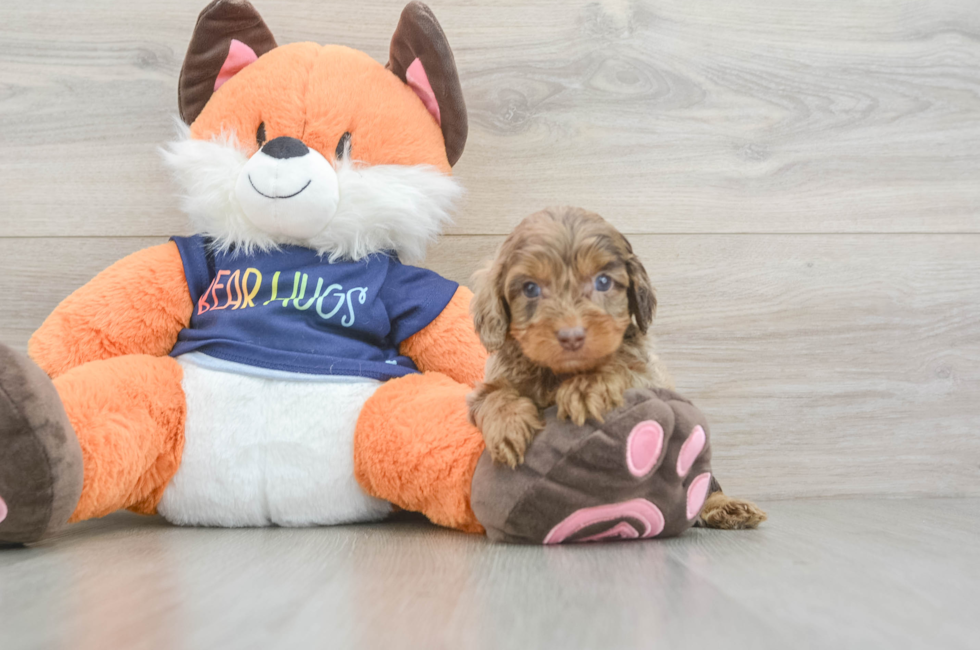 5 week old Cockapoo Puppy For Sale - Puppy Love PR