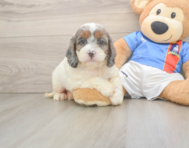 8 week old Cockapoo Puppy For Sale - Puppy Love PR