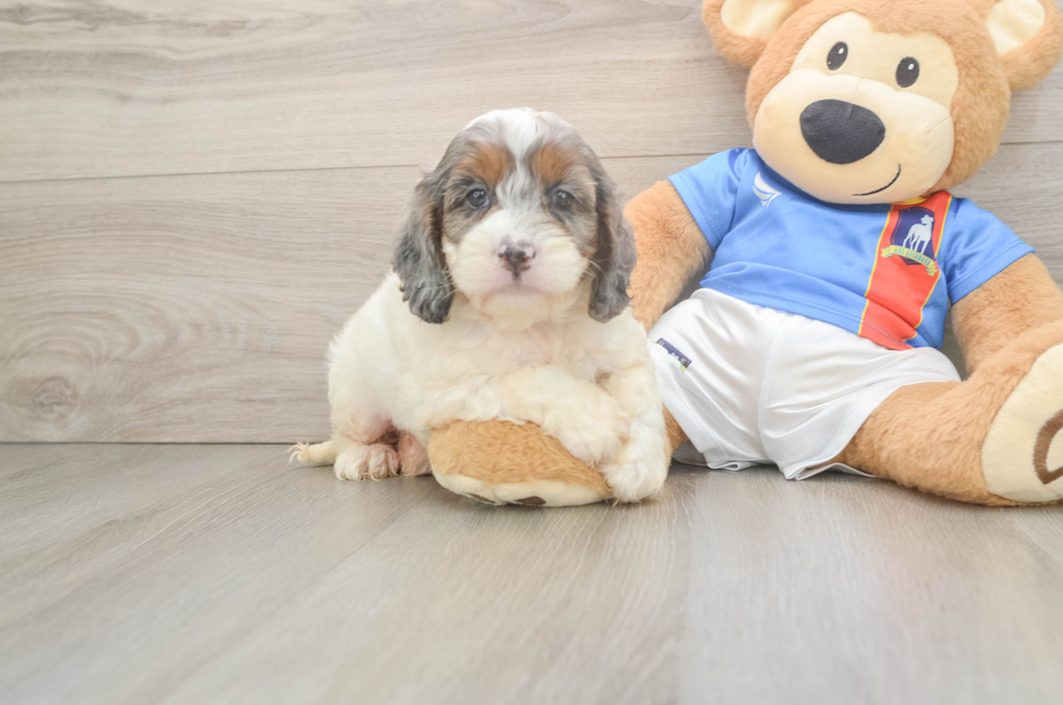 6 week old Cockapoo Puppy For Sale - Puppy Love PR