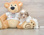 8 week old Cockapoo Puppy For Sale - Puppy Love PR