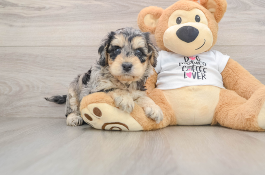 Cockapoo Pup Being Cute