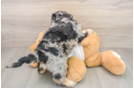 Cockapoo Pup Being Cute