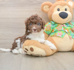 5 week old Cockapoo Puppy For Sale - Puppy Love PR