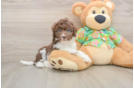 Popular Cockapoo Poodle Mix Pup