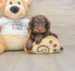 5 week old Cockapoo Puppy For Sale - Puppy Love PR