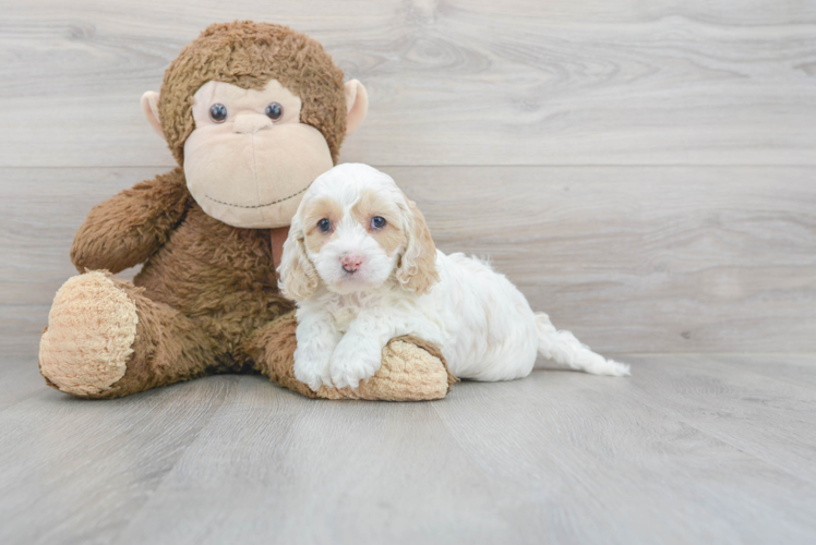 Cute Cockerpoo Poodle Mix Puppy