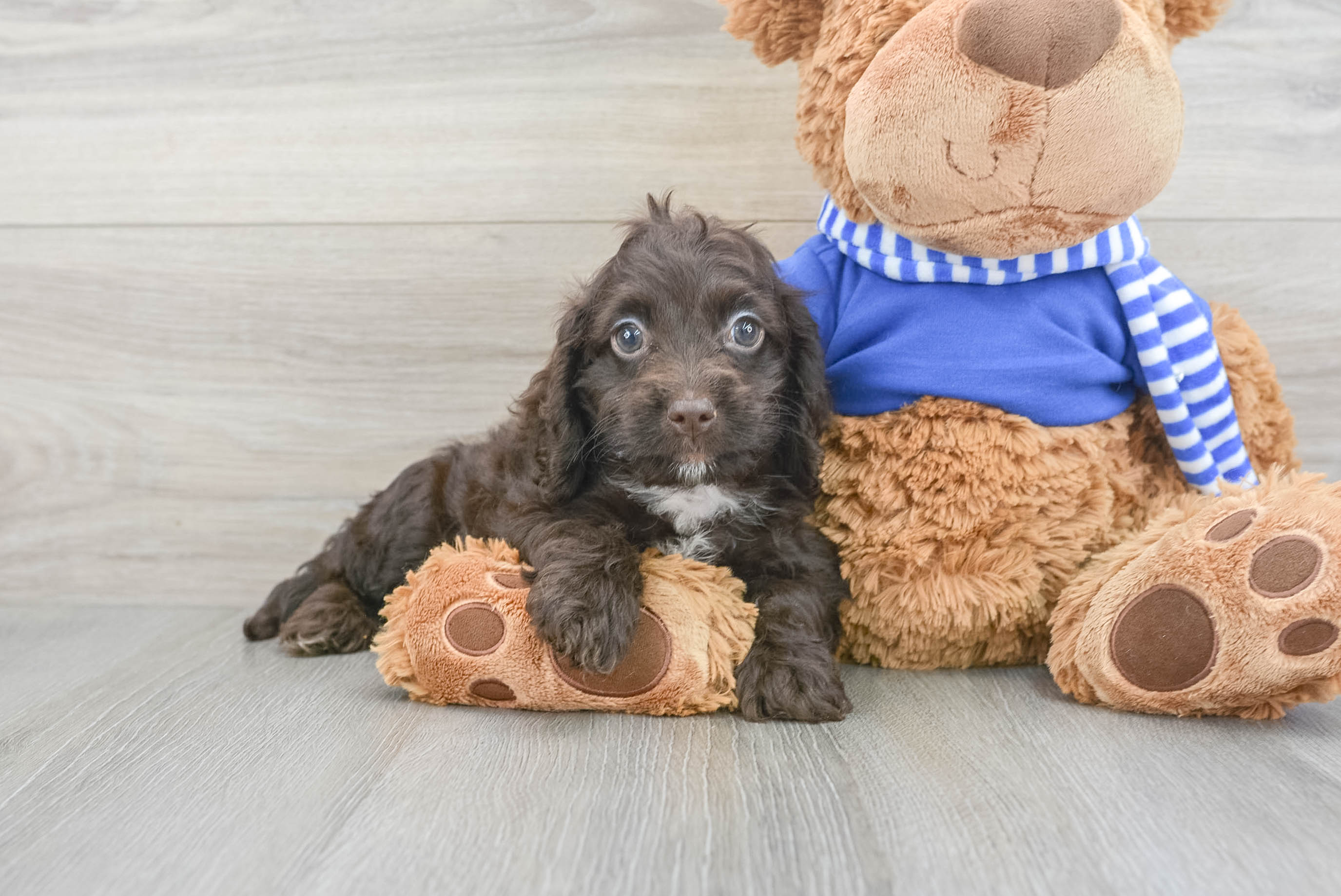 Cockapoo Pup Being Cute