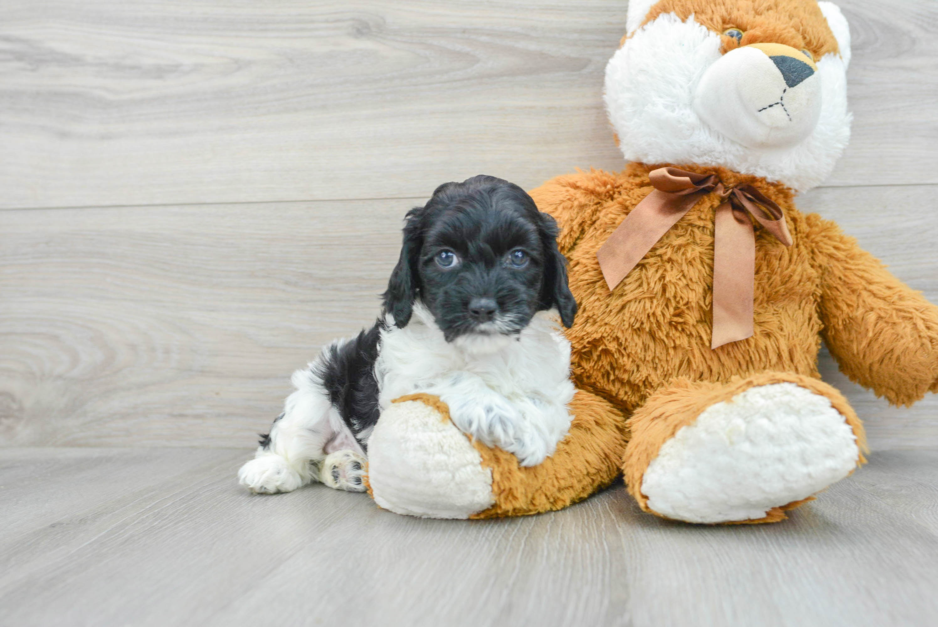 Cockapoo Pup Being Cute