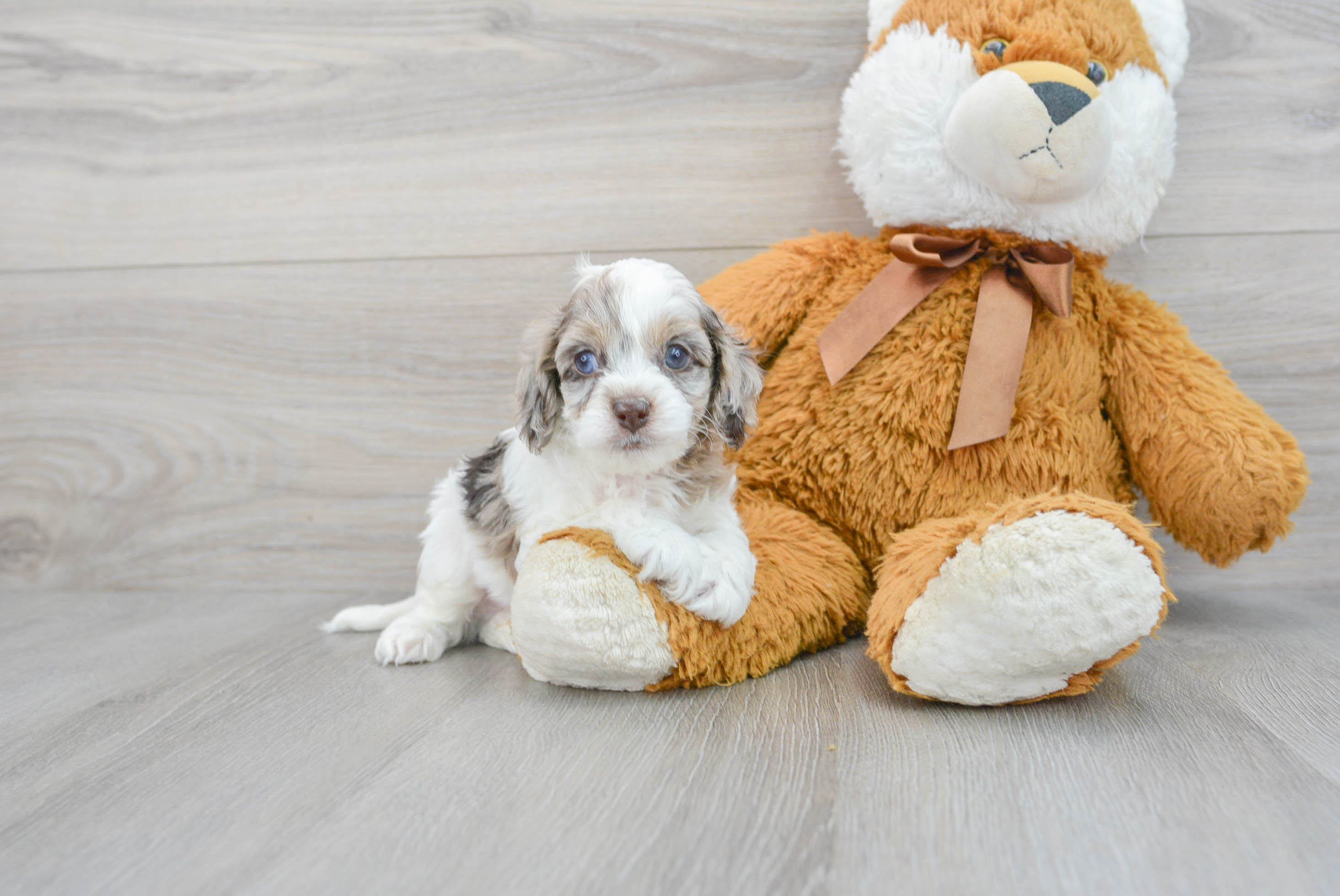 Cockapoo Pup Being Cute