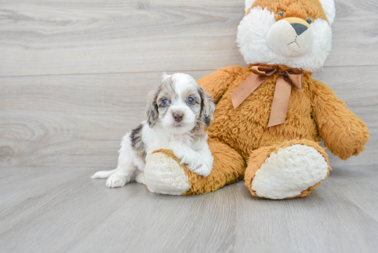 Cockapoo Pup Being Cute