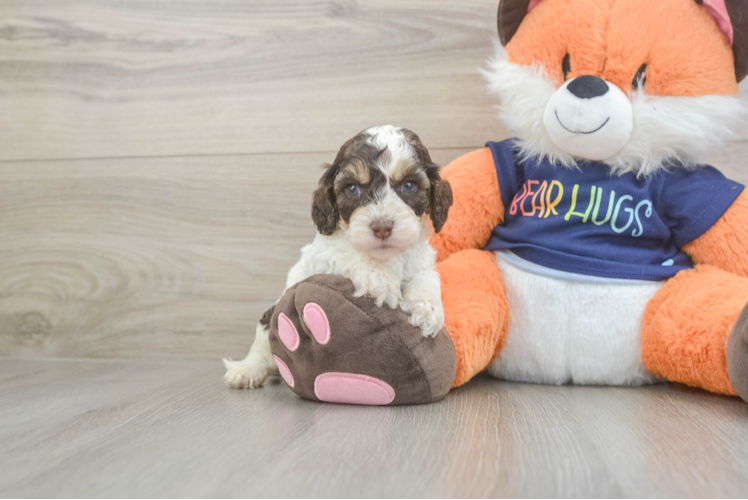 Petite Cockapoo Poodle Mix Pup