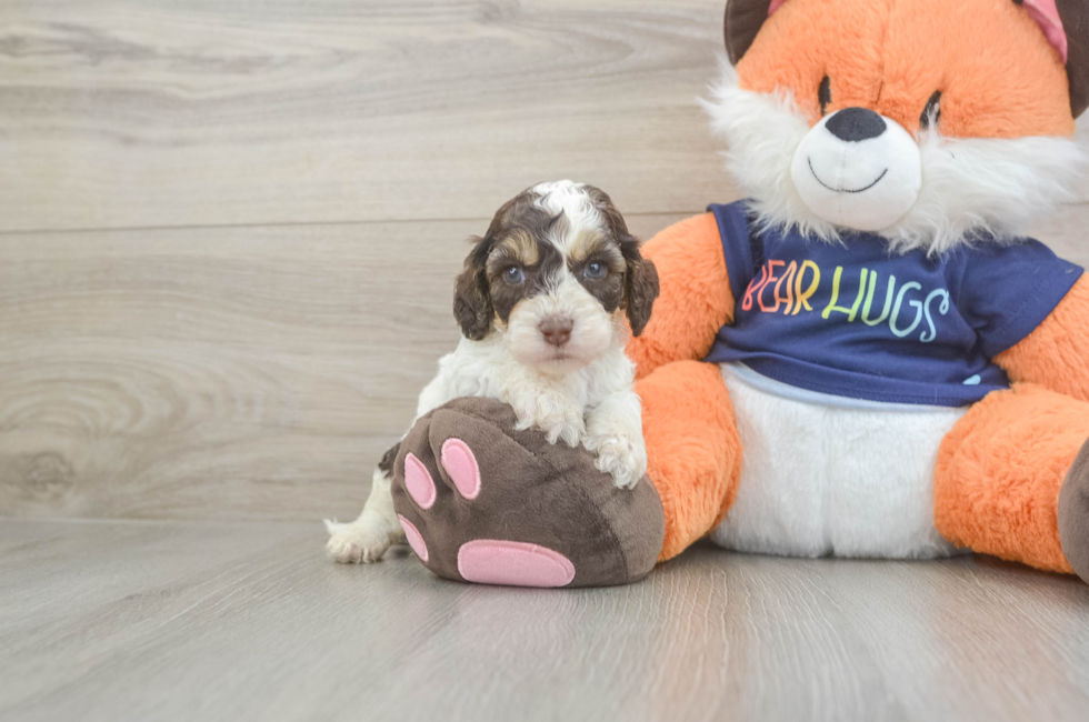 5 week old Cockapoo Puppy For Sale - Puppy Love PR