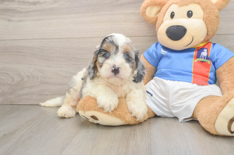 6 week old Cockapoo Puppy For Sale - Puppy Love PR