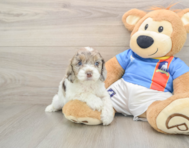 7 week old Cockapoo Puppy For Sale - Puppy Love PR