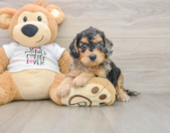 7 week old Cockapoo Puppy For Sale - Puppy Love PR