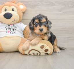8 week old Cockapoo Puppy For Sale - Puppy Love PR