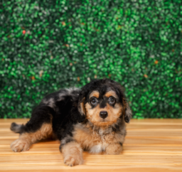 10 week old Cockapoo Puppy For Sale - Puppy Love PR