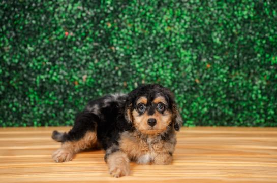 Best Cockapoo Baby