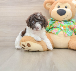5 week old Cockapoo Puppy For Sale - Puppy Love PR