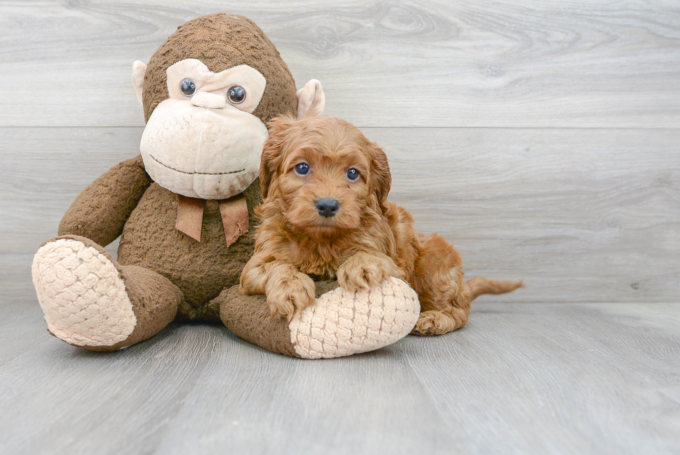 Cockapoo Puppy for Adoption