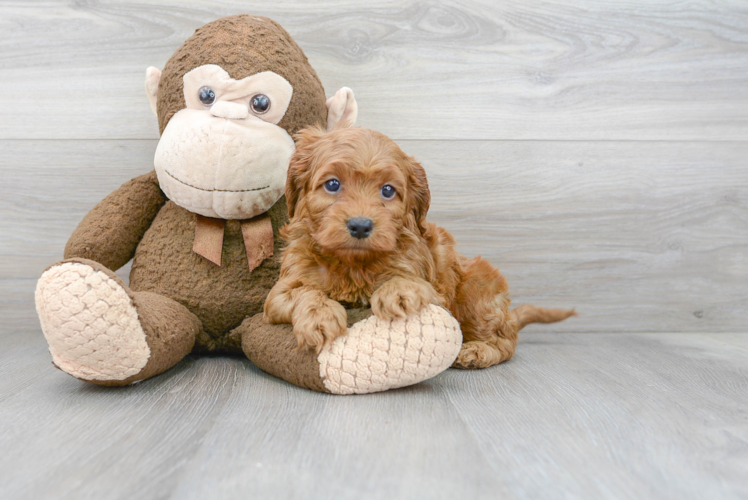 Meet Rockefeller - our Cockapoo Puppy Photo 1/3 - Puppy Love PR Cockapoo Puppy for Adoption