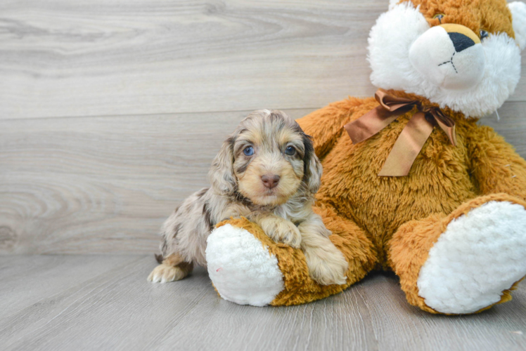 Playful Cockerpoo Poodle Mix Puppy