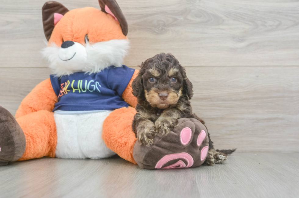 5 week old Cockapoo Puppy For Sale - Puppy Love PR
