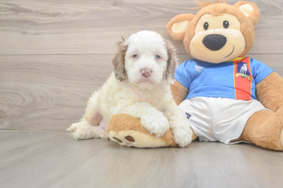 6 week old Cockapoo Puppy For Sale - Puppy Love PR