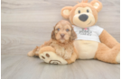 Playful Cocker Doodle Poodle Mix Puppy