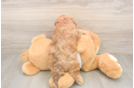 Hypoallergenic Cocker Doodle Poodle Mix Puppy