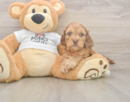 5 week old Cockapoo Puppy For Sale - Puppy Love PR