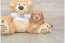 Funny Cockapoo Poodle Mix Pup