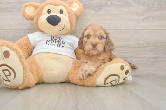 Funny Cockapoo Poodle Mix Pup