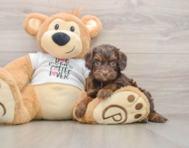 8 week old Cockapoo Puppy For Sale - Puppy Love PR