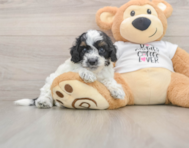 7 week old Cockapoo Puppy For Sale - Puppy Love PR