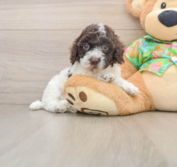 5 week old Cockapoo Puppy For Sale - Puppy Love PR