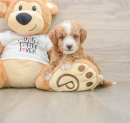 5 week old Cockapoo Puppy For Sale - Puppy Love PR