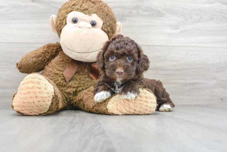 Meet Rogan - our Cockapoo Puppy Photo 1/2 - Puppy Love PR Cockapoo Puppy for Adoption